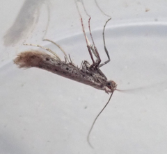 Aspilapteryx tringipennella