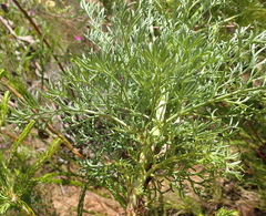 Notobubon ferulaceum