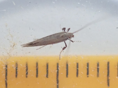 Aspilapteryx tringipennella