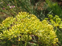 Notobubon ferulaceum