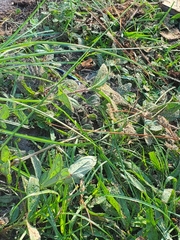 Plestiodon inexpectatus