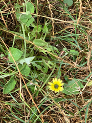 Arctotheca calendula