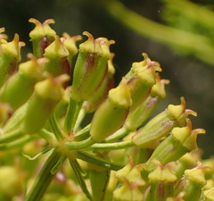 Notobubon ferulaceum