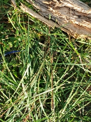 Plestiodon inexpectatus