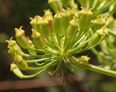 Notobubon ferulaceum