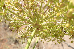 Notobubon ferulaceum