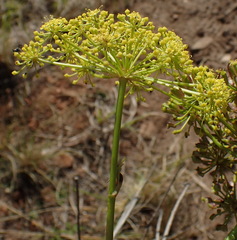 Notobubon ferulaceum