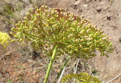 Notobubon ferulaceum