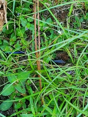 Plestiodon inexpectatus