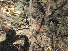Magnoliopsida
