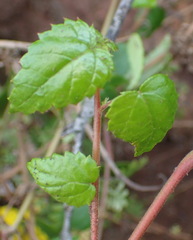 Acalypha capensis