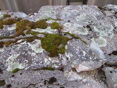 Bryophyta