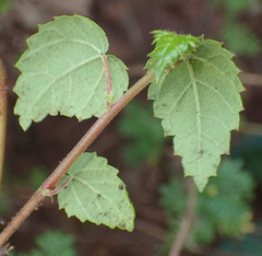 Acalypha capensis