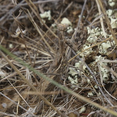 Bolivaria brachyptera