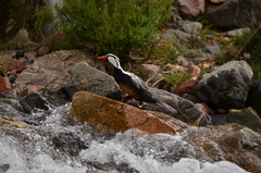 Merganetta armata armata