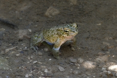 Bufotes cypriensis