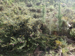 Rhynchosia chrysoscias