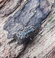Acorynus