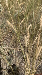 Agropyron desertorum