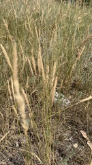 Agropyron desertorum