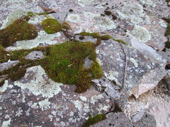 Bryophyta