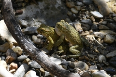 Bufotes cypriensis