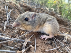 Chaetodipus hispidus
