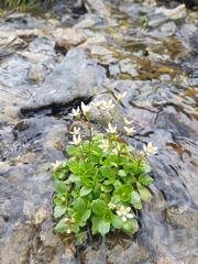 Micranthes stellaris robusta