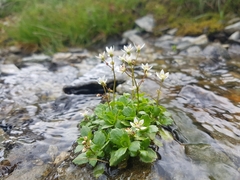 Micranthes stellaris robusta
