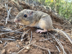Chaetodipus hispidus