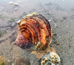Isognomon