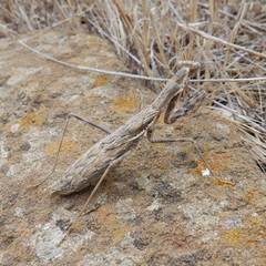 Bolivaria brachyptera