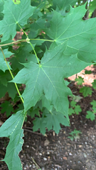 Acer platanoides