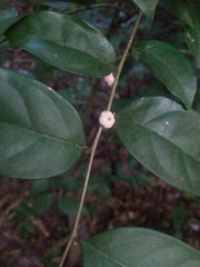 Glochidion rubrum