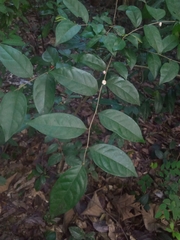Glochidion rubrum