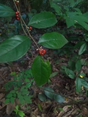 Glochidion rubrum