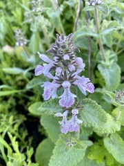 Stachys bolusii