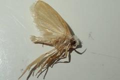 Oditinae