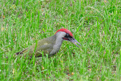 Picus viridis