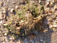 Goniodiscaster scaber