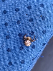 Xysticus cristatus