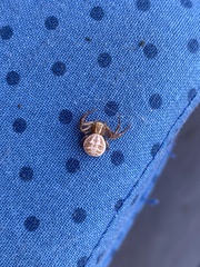 Xysticus cristatus