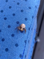 Xysticus cristatus