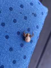 Xysticus cristatus