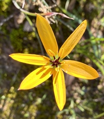 Pauridia linearis