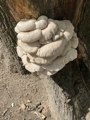 Pleurotus pulmonarius