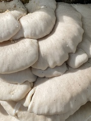 Pleurotus pulmonarius