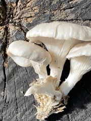 Pleurotus pulmonarius