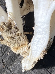 Pleurotus pulmonarius