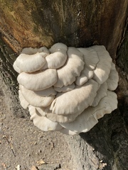 Pleurotus pulmonarius